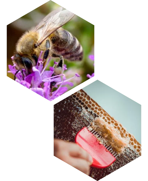 How do The Bees Make Thyme Honey